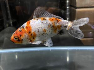 【アクアヒーリング　プレアデス】　金魚　東川養魚場産　銀鱗和金　(三ツ尾・四ツ尾) 1