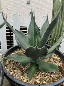  agave Mira bi squirrel large stock 