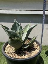 Agave colorata variegated アガベ コロラータ 武蔵坊　鉢ごと子株付き_画像6