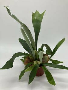  staghorn fern ne The - Land Platycerium 