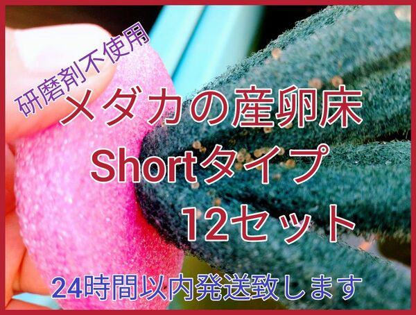 メダカの産卵床Shortタイプ12セット(おまけ付き)