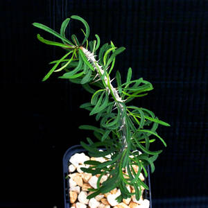 ユーフォルビア・サカラハエンシス 珍種 Euphorbia sakarahaensis ∂∂∂