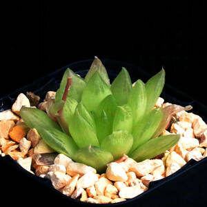 ハオルチア・トランシエンス Haworthia transiens MBB6729 FN付∂∂∂