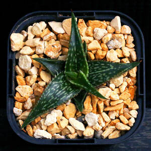  aloe *juknda unusual wide leaf type goods kind Aloe jucunda ∂∂∂