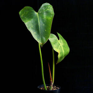 フィロデンドロン・コルコヴァデンシス Philodendron corcovadensis 珍品 ∂∂∂