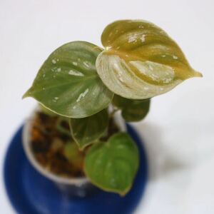 5/5落札　出品番号29番 フィロデンドロン sp. エクアドル産 Philodendron sp.Ecuador/