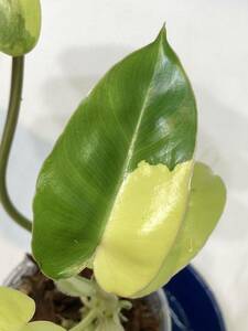 5/12落札　出品番号1番 Philodendron Burle Marx 'Variegated'フィロデンドロン バールマルクス　斑入り