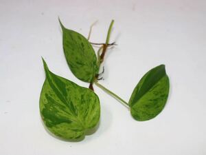 5/12落札　出品番号21番 Philodendron scandens oxycardium ` White Phantom` オキシカルデューム ‘ホワイトファントム‘ 