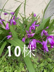 《送料無料》シラン　紫の花　抜き苗　10株