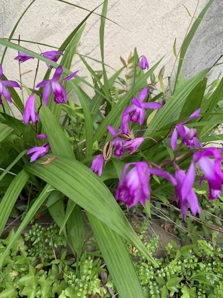 《送料無料》シラン　紫の花　抜き苗　10本