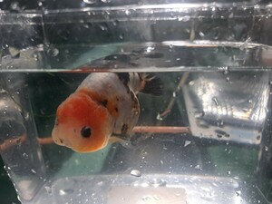  goldfish Edo . future wait super large small tail . golgfish 