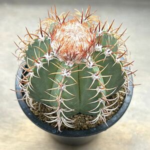 【多肉植物】サボテン・メロカクタス マタンザヌス　Melocactus matanzanus