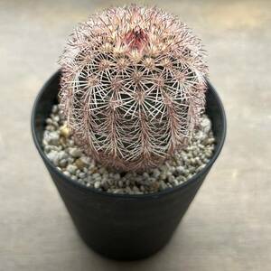 【多肉植物】サボテン・エキノセレウス　三光丸Echinocereus pectinatus