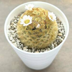 【多肉植物】サボテン・マミラリア カルメナエ Mammillaria carmenae