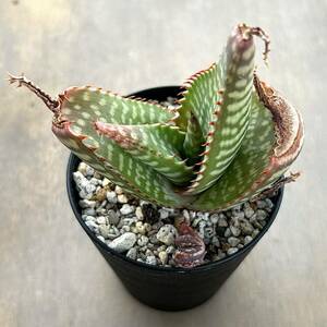 [ succulent plant ] aloe *sapona rear Aloe saponaria Akira ..