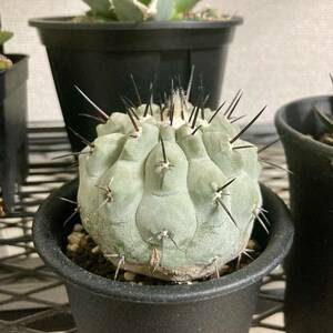  希少 黒王丸 Copiapoa cinerea ・コピアポア・シネレア 実生 コレクション良型株/弧竜丸黒士冠