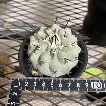  希少 黒王丸 Copiapoa cinerea ・コピアポア・シネレア 実生 コレクション良型株/弧竜丸黒士冠_画像3