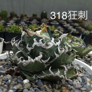 台湾希少株 Agave titanota 318狂刺小株 発根済 狂刺夕映ソーラーエクリプス /赤猫鳳凰シーザーハデス海王煉獄SADアガベチタノタ