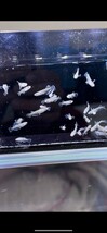 「takumiメダカ」A　フロマージュ　稚魚30匹　夢中めだか様直系個体　（現物出品））ネプチューン　サンシャイン　アロエ_画像6