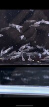 「takumiメダカ」　ミッドナイトフリル漆黒　55匹＋a （現物出品）　※同梱不可　）検索用　フロマージュ　ネプチューン　ハイビスカス　サ_画像2