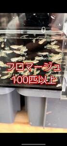 「takumiメダカ」　フロマージュ　100匹＋a （現物出品）　夢中めだか様直系個体　※同梱不可