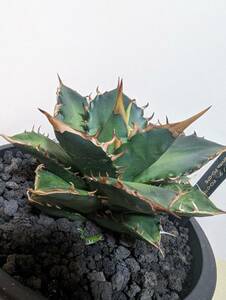 succulent plant agave chitanotaFO-076 pot attaching agave titanota BLACK PLASTIC POT
