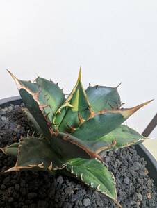  succulent plant agave chitanotaFO-076 pot attaching agave titanota BLACK PLASTIC POT②