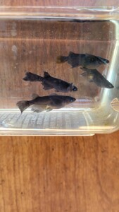 黒天幻龍メダカの有精卵12個+α