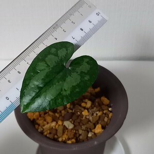 カンアオイ緑花系葉1枚　札落ち