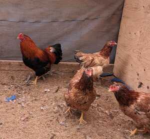  ratio inside chicken have . egg meal for 6 piece +α