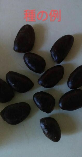 ポポーの種2023年１０月の実の種(オーバーリース) 完熟果実の種