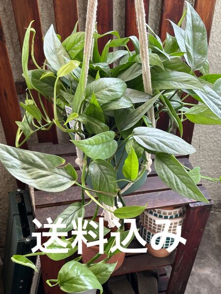 ボリュームあります(^^)エピプレナム ビナツム セブブルー マクラメ吊り鉢付き