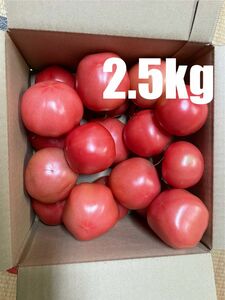 訳あり　トマト　2.5kg 減農薬栽培　農家直送　産地直送　静岡県産 B品
