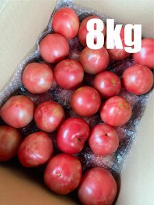 規格外　トマト　8kg 数量限定　減農薬栽培　農家直送　産地直送　静岡県産