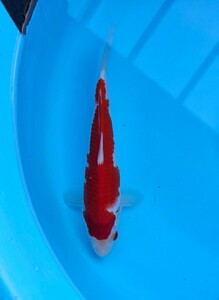 阪井養魚場産　紅白　当歳　2023年産　雄雌不詳　22cm　眠り済み　鯉　錦鯉　1円スタート