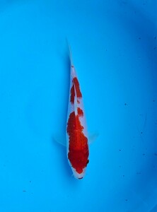 ... рыба место производство . белый этого года 2023 год производство самец самка не подробности 23cm.. завершено обыкновенный карп цветной карп 1 иен старт 