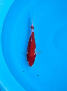 阪井養魚場産　紅白　当才2023年産　雄雌不詳　21cm　眠り済み　鯉　錦鯉　1円スタート