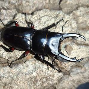 ◆埼玉県産◆アカアシクワガタ ♂1・♀2 トリプルセット ②の画像3