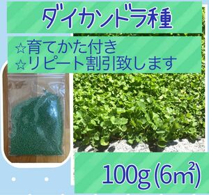 ダイカンドラ種子 100g以上《育て方付き＆リピート割引あり グランドカバーに！》ディコンドラ