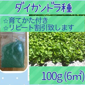 ダイカンドラ種子 100g以上《育て方付き＆リピート割引あり グランドカバーに！》ディコンドラ