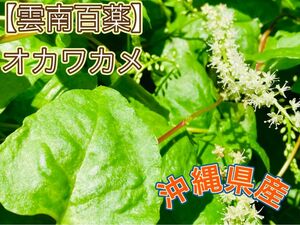 【SALE】オカワカメ 雲南百薬 沖縄県産