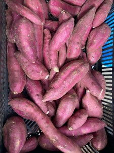 o bargain Chiba prefecture production sweet potato, silk sweet box included approximately 5kg