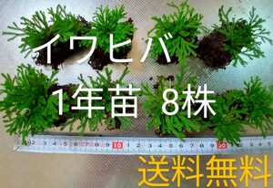 イワヒバ1年苗 8株(抜き苗) [岩ヒバ 岩松 盆栽]