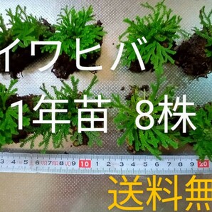 イワヒバ1年苗 8株(抜き苗) [岩ヒバ 岩松 盆栽]