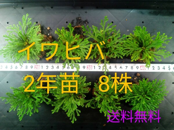 イワヒバ2年苗 8株(抜き苗) [岩ヒバ 岩松 盆栽]