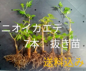  odour maple 7ps.@( pulling out seedling ) [ maple maple smell maple bonsai ]