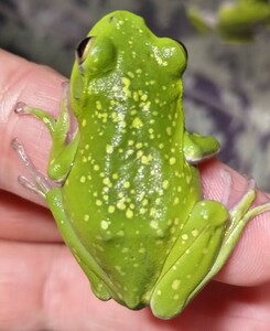 *4 pcs * Schlegel's green tree frog . raw individual kibosi individual 