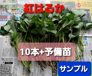 さつまいも苗【紅はるか】　10本+予備苗(2本)　 ベニハルカ　芋苗　べにはるか