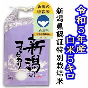 新米　令和5年産特別栽培米・新潟コシヒカリ 白米5キロ　又は　玄米5キロ 1個 色彩選別済　農家直送27