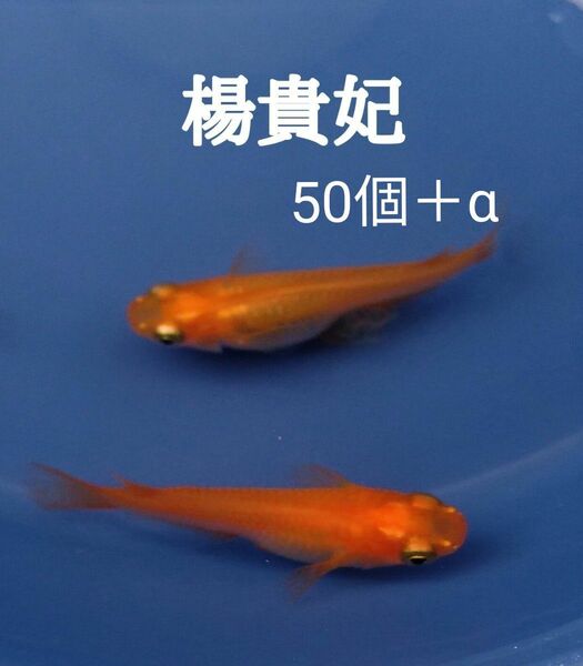 ☆めだか　卵　楊貴妃　有精卵　50個＋α　メダカ　卵 ☆